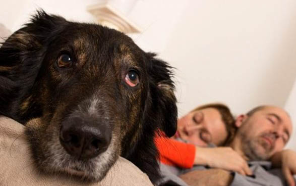 狗狗不同環境的飼養方法和注意事項
