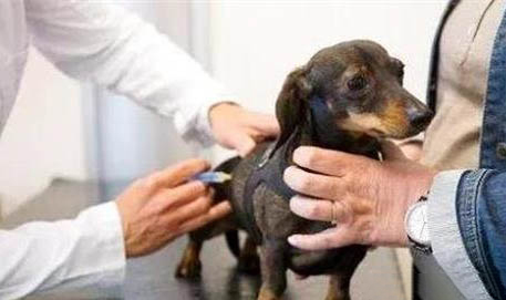 新生幼犬一直張嘴喘氣