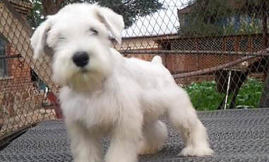 為什么會(huì)生白色雪納瑞