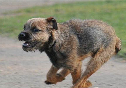 邊境牧羊犬隕石智商