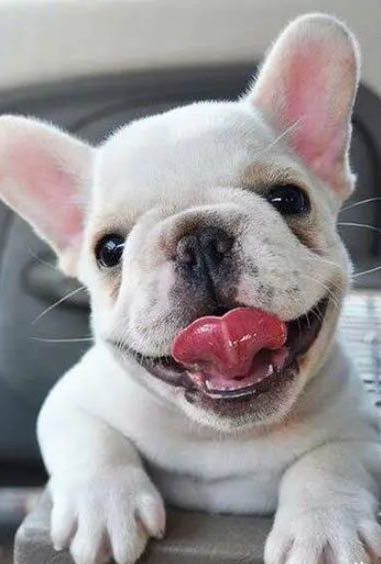 英國斗牛犬價格多少錢一只