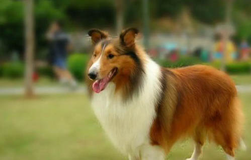 喜樂蒂牧羊犬骨折癥狀有哪些