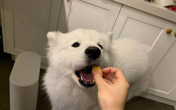 薩摩耶飼養注意事項