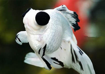 美國(guó)熊貓飼養(yǎng)員哭了怎么回事