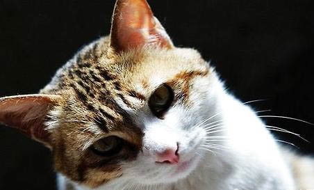 四川簡州貓性格