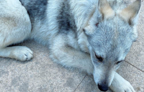 狗得了犬瘟自己扛過來的