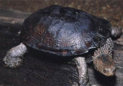 蛇頸龜多大才可以深水養