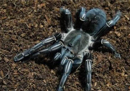 斑馬狗頭魚認主人嗎