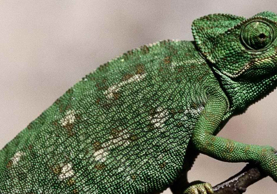 中國可以養高冠變色龍嗎