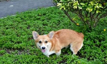 柯基犬每天雞肝拌狗糧可以吃嗎