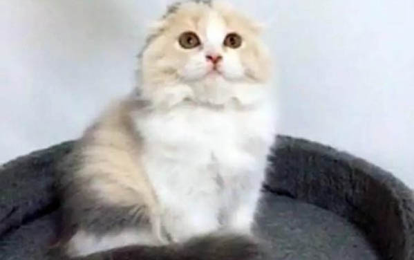 貓咪委屈了會哭嗎