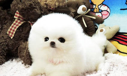 博美犬為什么會(huì)流眼淚眼屎多?
