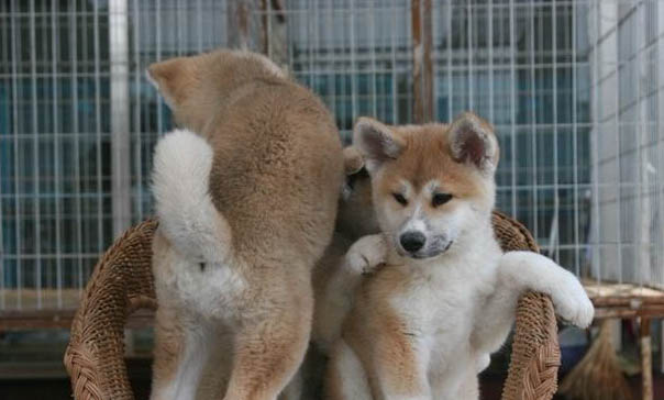 美系秋田犬性格和缺點(diǎn)是什么