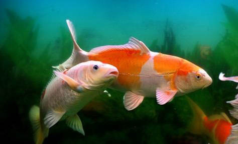 秋季可以釣鳊魚嗎?