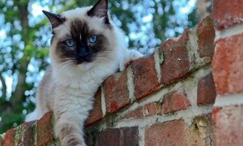 老年貓咪為什么會嘔吐