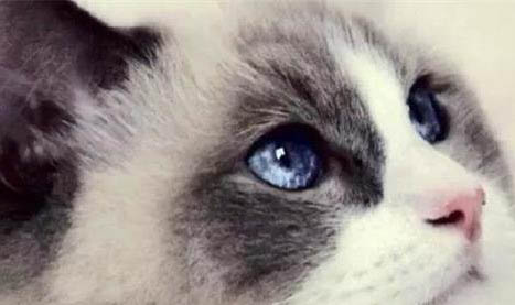 布偶貓容易養死的3大理由