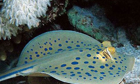 春天釣鰱魚(yú)打浮釣多少米最合適