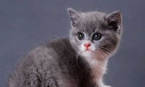 春季貓咪常見疾病