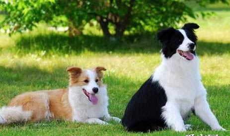牧羊犬有哪些