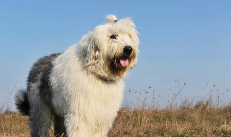 蘇格蘭牧羊犬冠狀病毒愈后注意事項