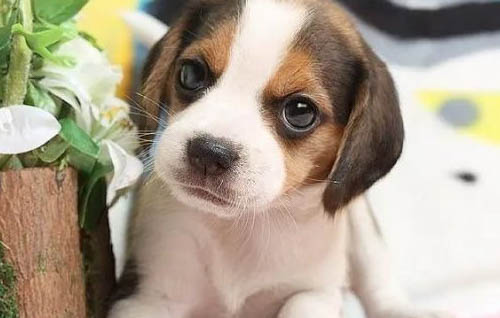 幼犬換牙需要注意些什么