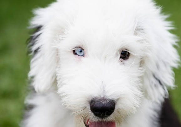 澳大利亞牧羊犬多少錢一只