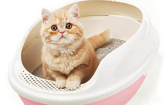 怎么防止貓得貓癬