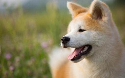 狗狗能不能吃魚肉不