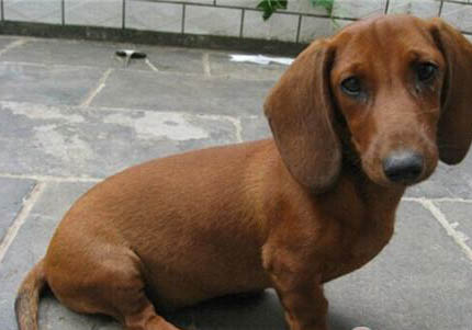 臘腸犬冠狀病毒需要禁食嗎