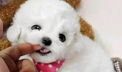 博美犬多少歲不能打疫苗了