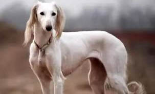 陜西細(xì)犬和山東細(xì)犬哪個好