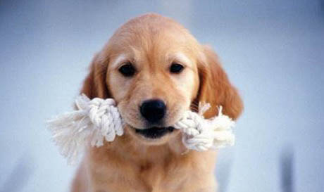 為什么不讓狗狗咬腳