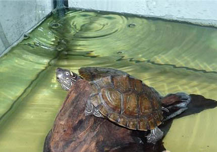 蒙面地圖龜?shù)钠贩N簡(jiǎn)介