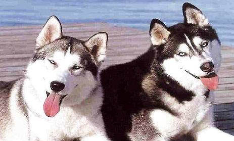 哈士奇犬智商相當于人幾歲