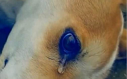 狗狗吃了葡萄觀察多久