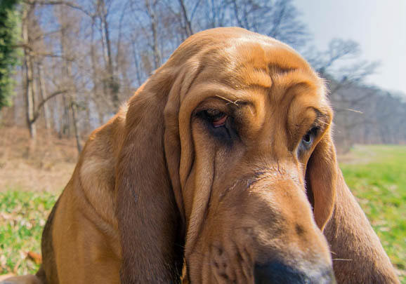 尋血獵犬太瘦的原因及處理方法
