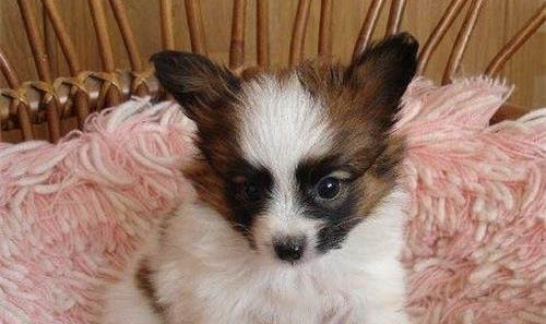 蝴蝶犬一只需要多少錢