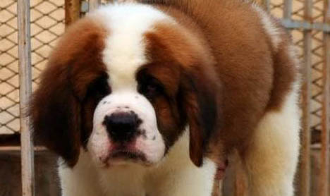 圣伯納犬幼犬多少錢一只