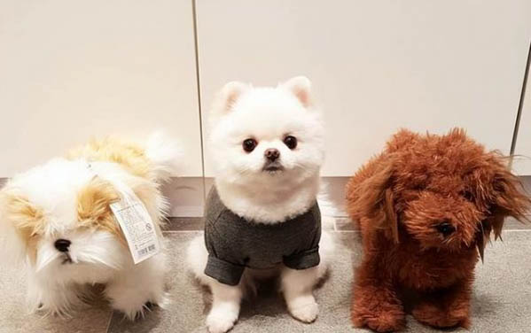 狗狗肚子上有紅斑的原因