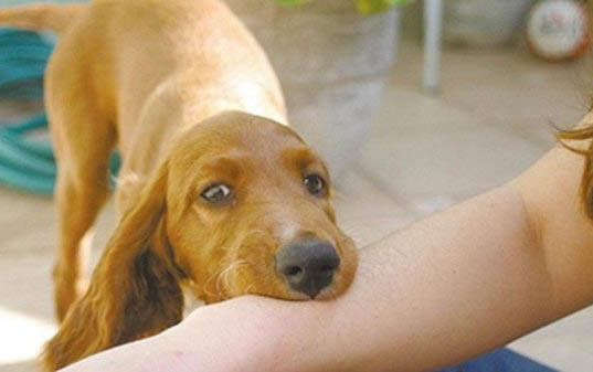 高加索犬和圣伯納犬哪個(gè)大