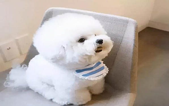 比熊犬貴賓犬哪個好看