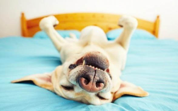 如何殺滅犬瘟熱病毒啊