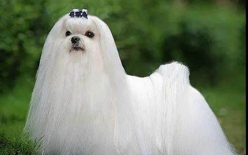 中型犬就有哪些品種