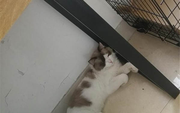 小貓為什么會突然死了