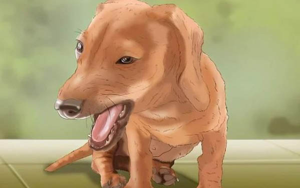 狗狗可以吃百香果嗎