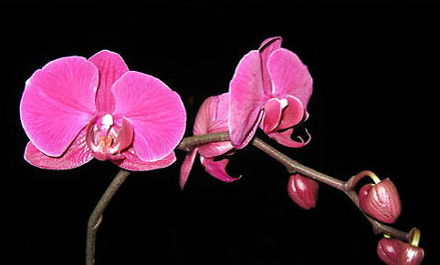 蝴蝶鯉趴缸怎么養(yǎng)