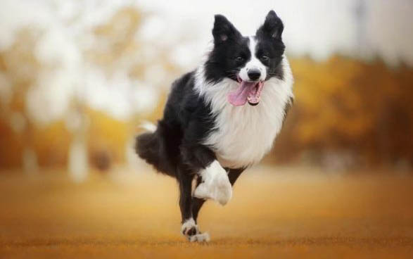 狗狗淚痕重可以用淡鹽水擦嗎有用嗎