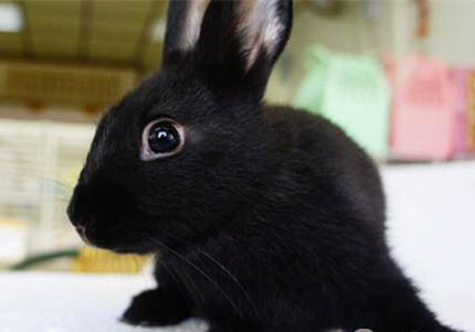 哈瓦那貓吐黃水的原因及處理方法