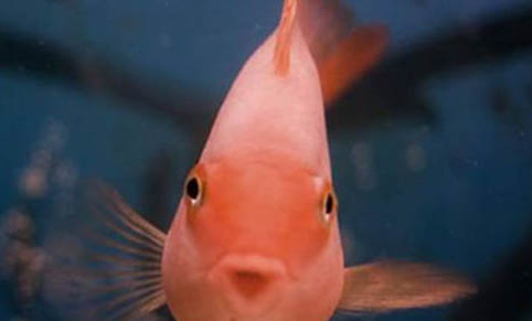 十大最好養熱帶觀賞魚有哪些