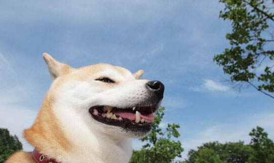 秋田犬和柴犬哪個好?